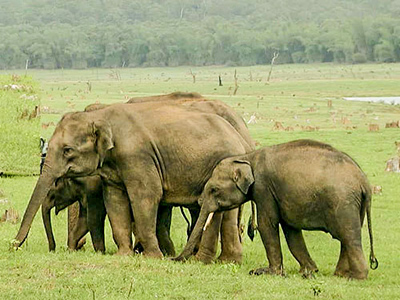 Wildlife Safari in Mudumalai National Park